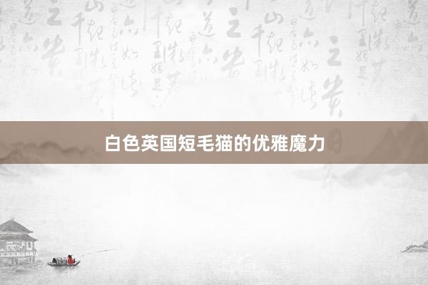 白色英国短毛猫的优雅魔力