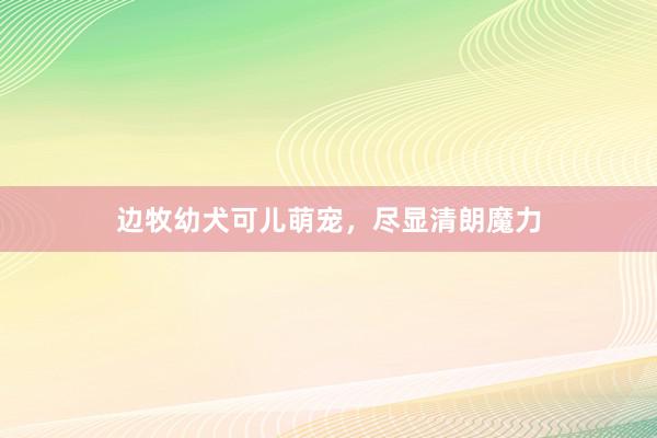 边牧幼犬可儿萌宠，尽显清朗魔力